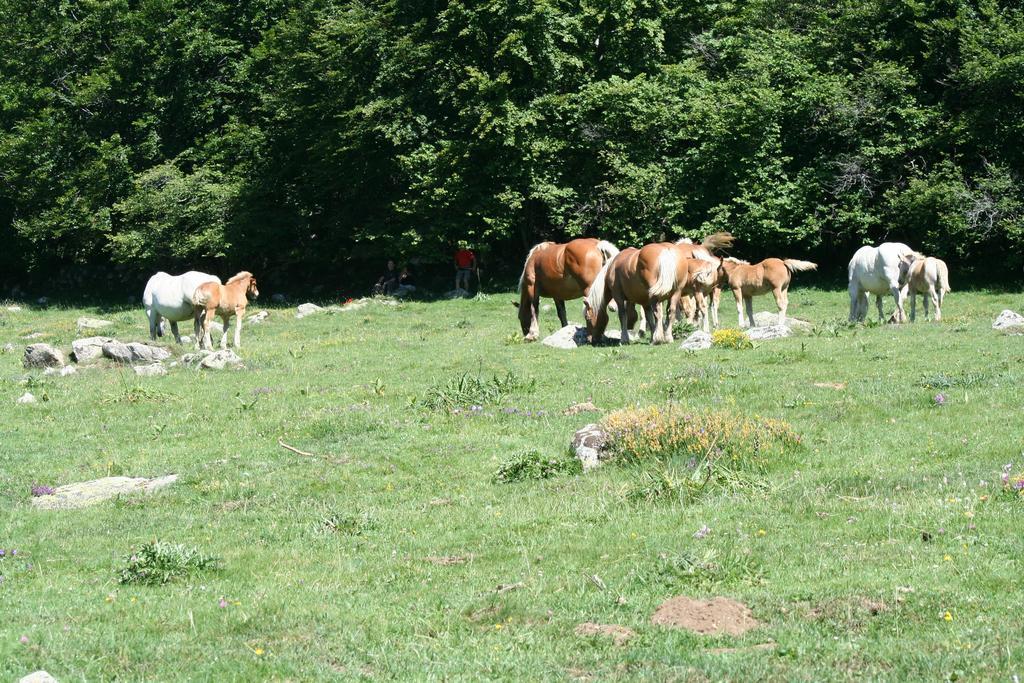 Les Eaux Tranquilles Bed and Breakfast Belvianes-et-Cavirac Buitenkant foto